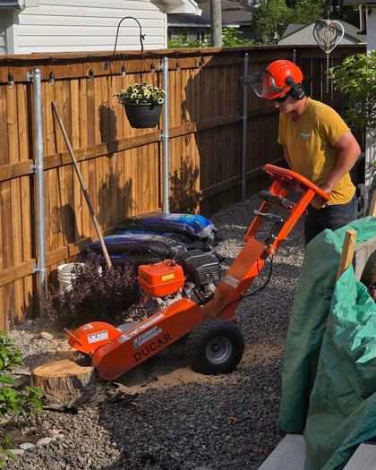 Steeves Stump Services grinding a backyard tree stump in Moncton, New Brunswick