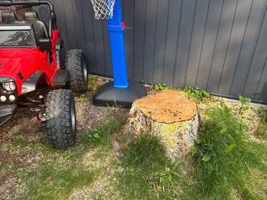 Tree stump beside a house in Moncton NB before stump grinding